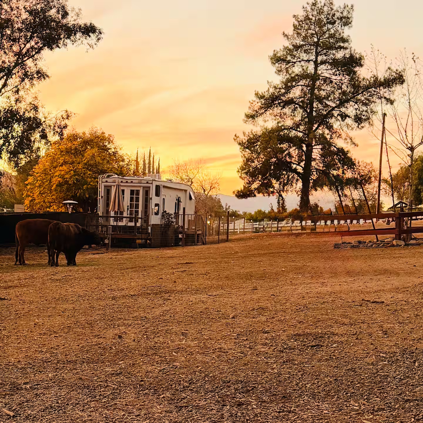The Roost RV and cows at sunset on Ruckus Ranch